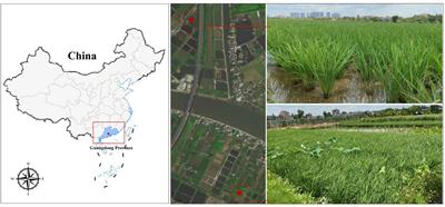 Denitrification contributes to N2O emission in paddy soils